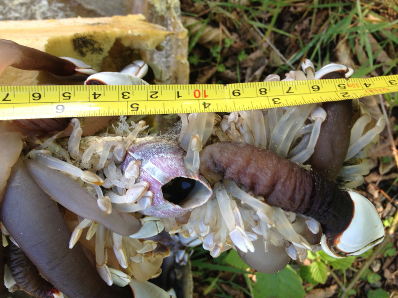 A Japanese barnacle alongside a native gooseneck barnacle found in 2014 in Long Beach, Washington. Image: James Carlton